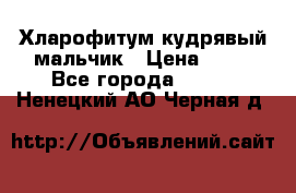 Хларофитум кудрявый мальчик › Цена ­ 30 - Все города  »    . Ненецкий АО,Черная д.